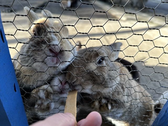 離島ライフを楽しんでください♪島内の無料の動物園には可愛い動物がたくさん♪