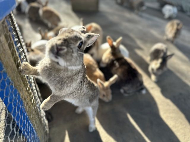 未経験の方も大歓迎です！！島内の無料の動物園には可愛い動物がたくさん♪