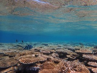 今年のサマーシーズンは《渡嘉敷島》でリゾバしようっ♪♪