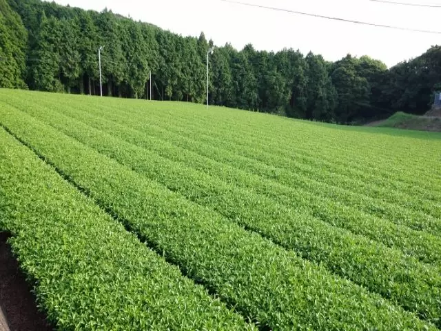 少し足を延ばせば、きれいな茶畑が広がっています！