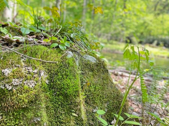 大人気奥入瀬渓流エリアのお仕事！！