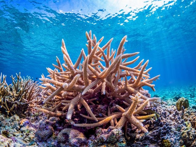 これぞ、ケラマブルー！！！絶対に体験してほしいシュノーケル♪