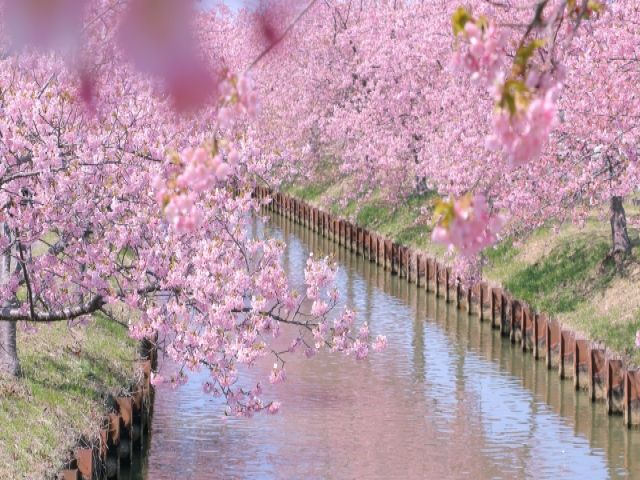 河津桜が有名なエリアなので休日も満喫できます！