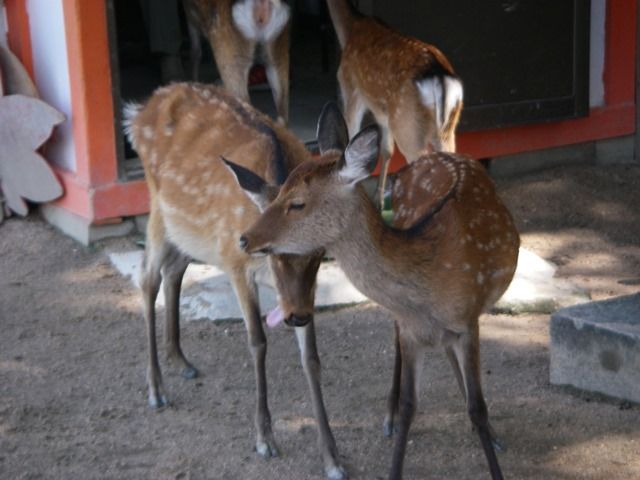 鹿も待ってまーす☆