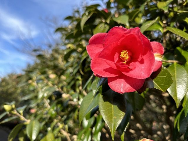 離島ライフを楽しんでください♪伊豆大島は、冬～春にかけて島内中に椿が咲きます♪
