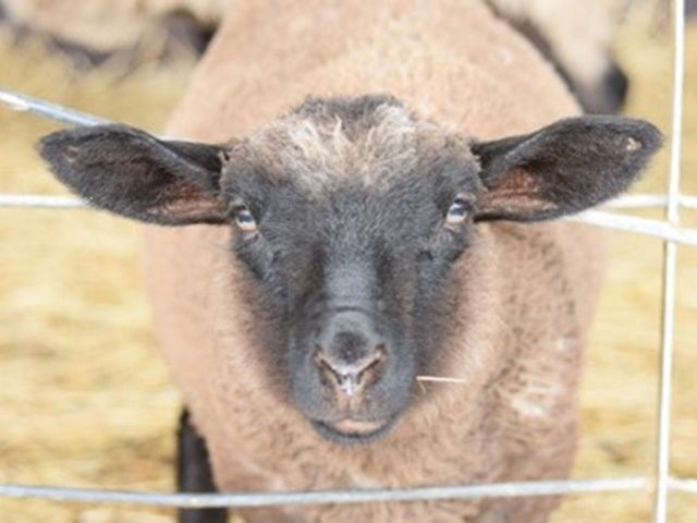 周辺施設では人懐っこい動物たちがお出迎え♪
お待ちしてま～す！