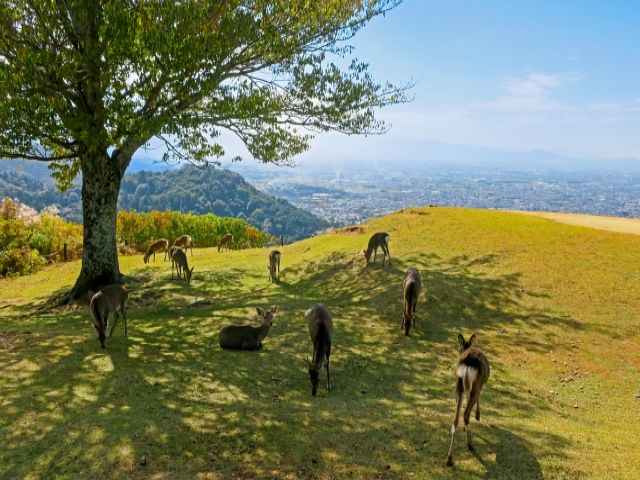 若草山からの景色もなかなか良いですよ♪