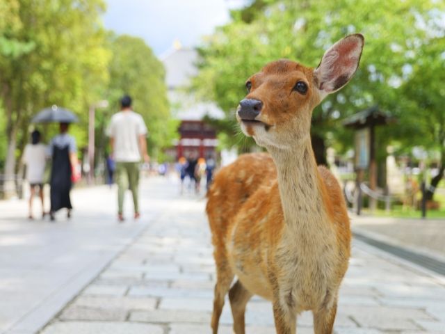 奈良公園が近いので鹿に会えます♪