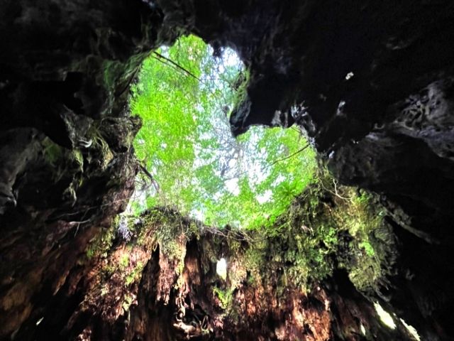 有名スポットのウィルソン株！
晴れの日に訪れてみてください★