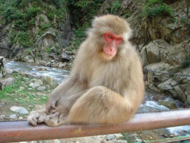 近くの温泉ではお猿さんが入浴しているかも・・