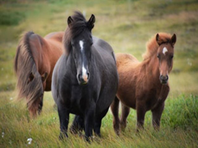 競走馬の産地です！