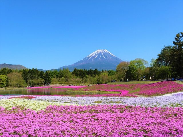 河口湖に臨む富士山は絶景!!
写真は実際に勤務したスタッフさんがとってくれました★