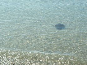 夏はやっぱり海！