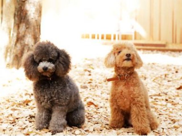 ワンちゃんと泊まれるホテルです☆