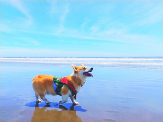 ご応募お待ちしてワン♪