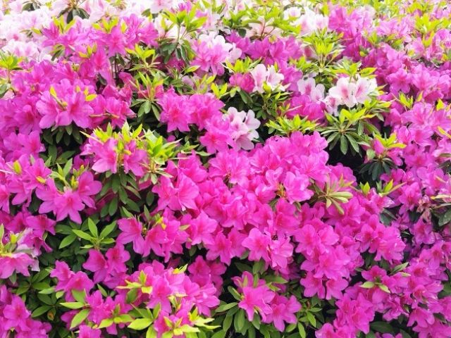 つつじをはじめ、自然に囲まれた箱根でデトックスしましょう！