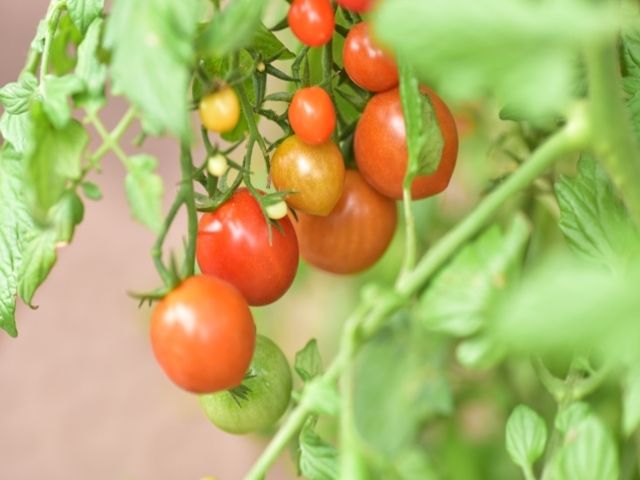 収穫作業がメインです！身体をたくさん動かしましょう！