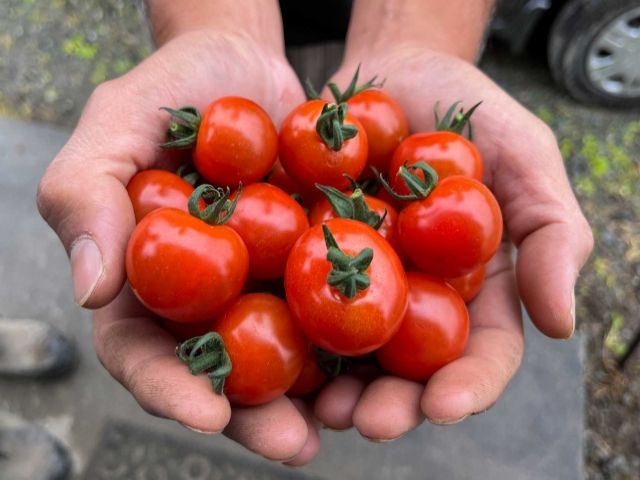 収穫作業がメインです！身体をたくさん動かしましょう！