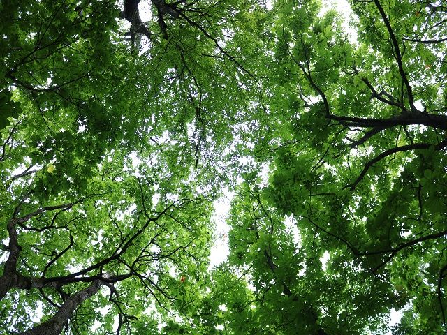 大自然に囲まれた保養所でのお仕事です。。