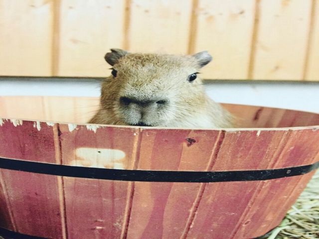 カピパラに会いに行きませんか？