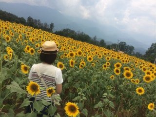 ニセコ/ヒラフの飲食店でのお仕事！ニセコへの移住気分が味わえますよ♪