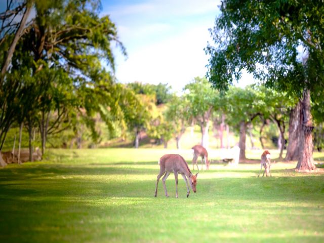 奈良公園から徒歩3分のホテル!!鹿せんべいやりも是非体験してください♪
