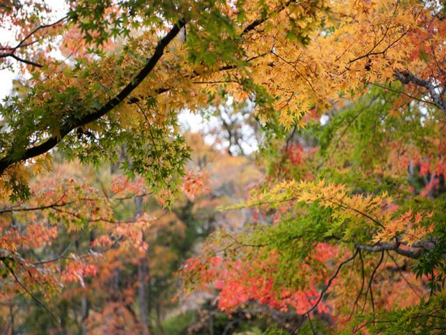 湯西川は四季折々の自然がとっても綺麗なんです！