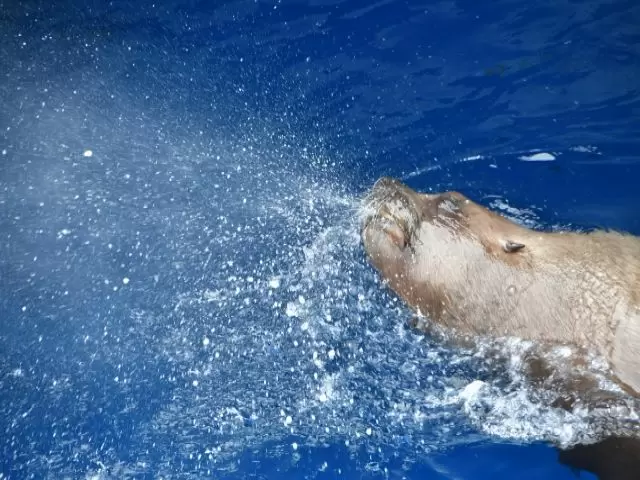 日本で唯一ジュゴンを見ることができる鳥羽水族館☆
（写真はトドです。）