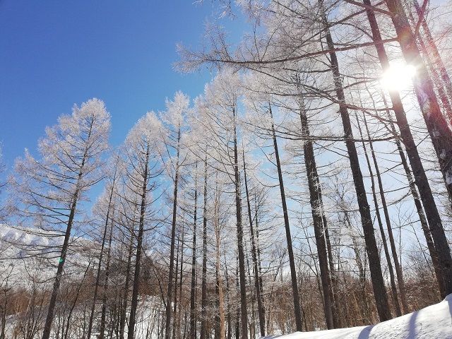 木々の木漏れ日が気持ちいシーズンです。