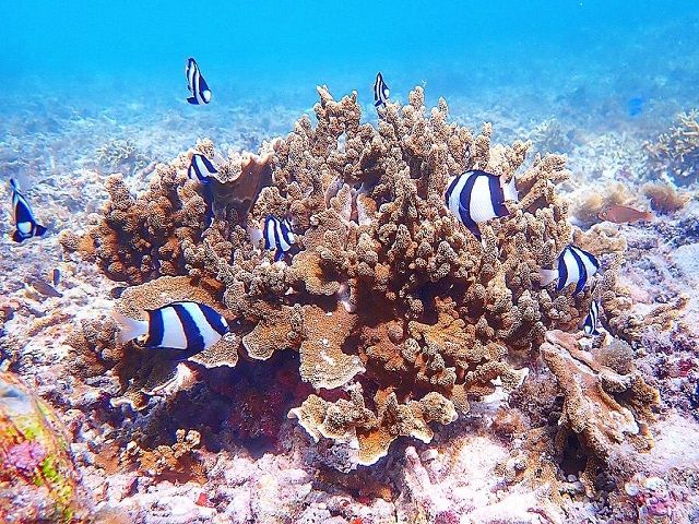 休日はダイビングも楽しめます♪沖縄だからこそのこの綺麗な海を堪能してくださいね！