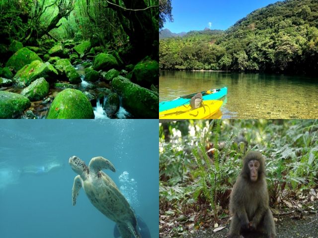 大自然の島「屋久島」でのリゾートバイト☆