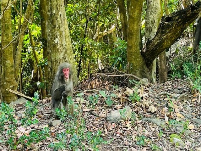 ドライブしていたら屋久島サルに出会えるかも！？