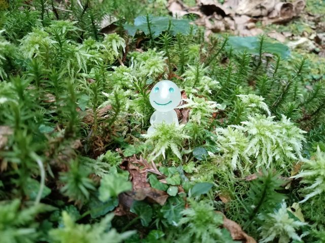 もののけ姫の舞台となった屋久島！神秘的な空気が流れています！