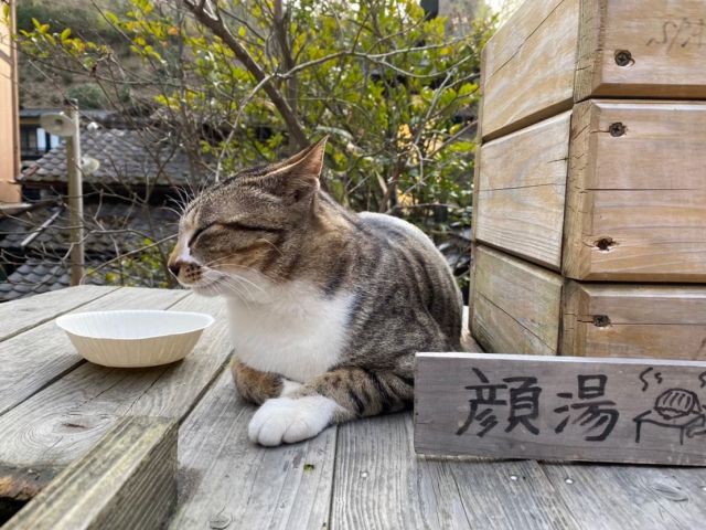 温泉で有名なエリアです。猫のうっとり顔から、エリアの良さが伝わりますよね。