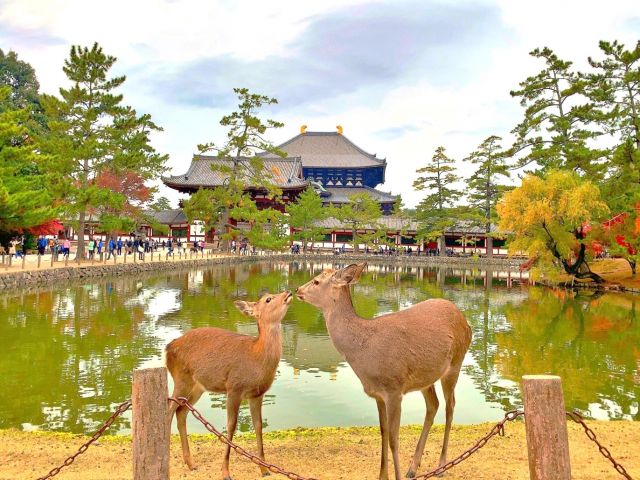 奈良公園から徒歩3分のホテル!!