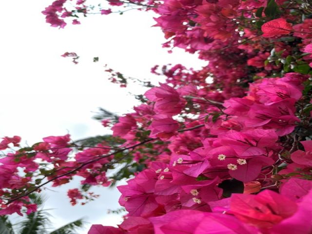 これからの沖縄は、ブーゲンビレアが見ごろの季節になります♪OKINAWAを楽しみ尽くそう☆