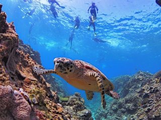 ★世界自然遺産の『やんばる』がすぐ近く★寮は完全個室の1R！働きやすい職場です♪