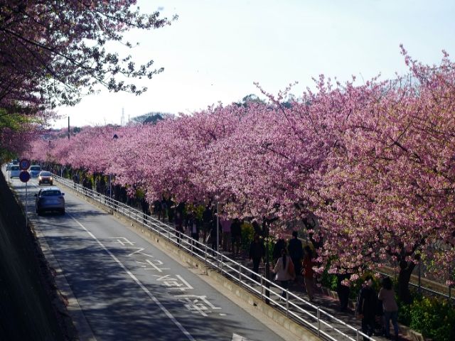 早咲きの桜が有名なエリアです！