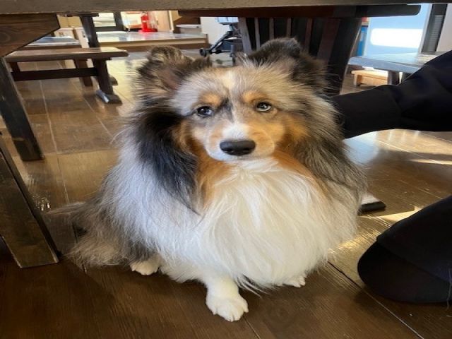 宣伝部長のエスくんです！仲良くしてね！！