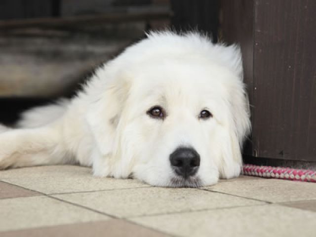 かわいいワンちゃんと一緒にお仕事可能★