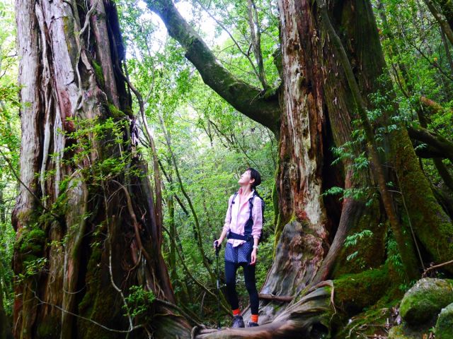 お休みの日には縄文杉へ行ってみませんか？