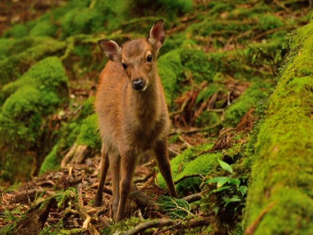 屋久鹿もみなさんが来るのを待っています！