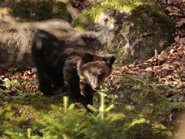 野生動物