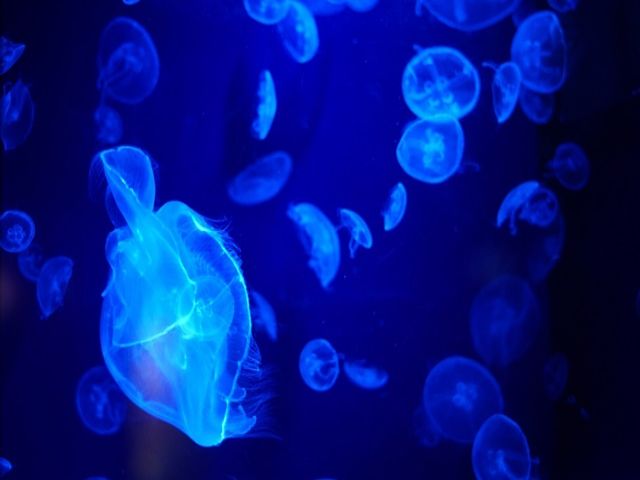 ☆周辺環境も充実☆あの有名水族館や、備瀬のフクギ並木がすぐ近く！本当に癒されます♪