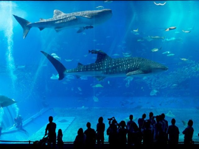 休日は鎌倉の町へ行って散歩もできます！人気の水族館もあります！！