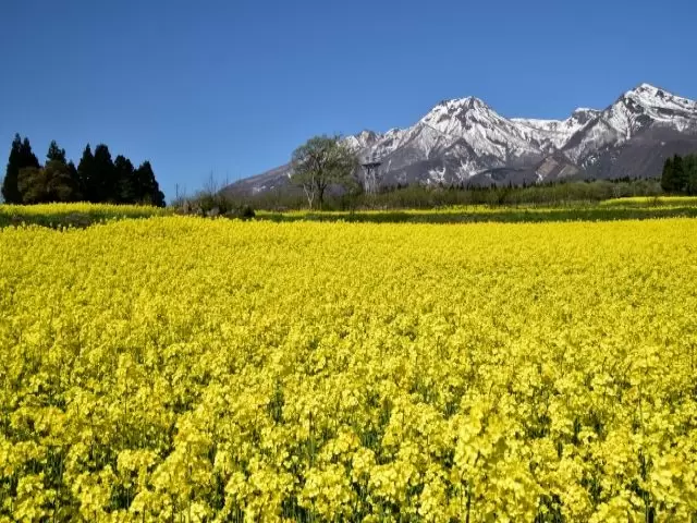 休日はきれいな菜の花畑までお散歩なんていかがですか！