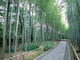 竹林通りが幻想的な修善寺温泉です。(徒歩5分)