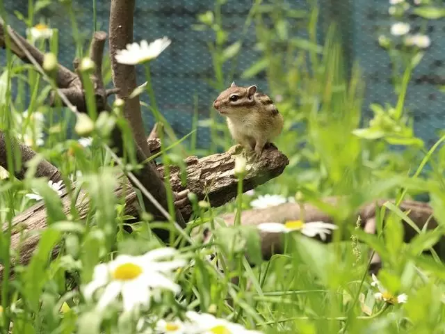 北海道らしい動物にも遇えるかも！