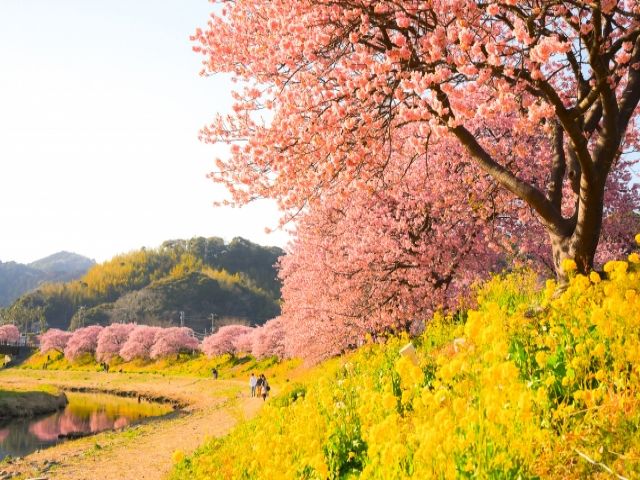 春は立派な桜が見れます！