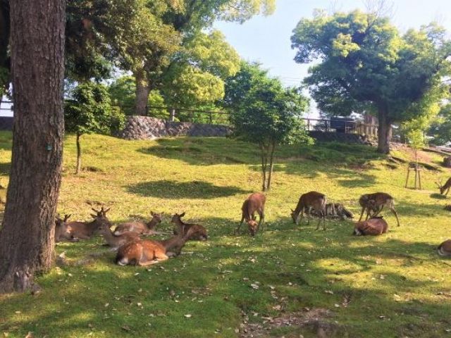 奈良公園観光もお忘れなく！